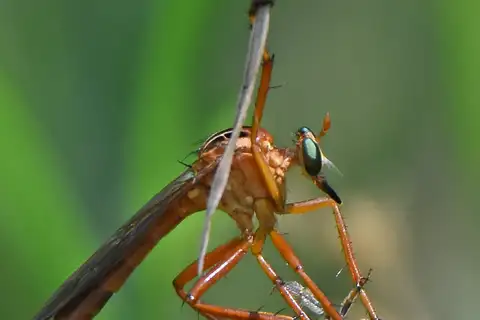 Plain-tailed Hanging Thief