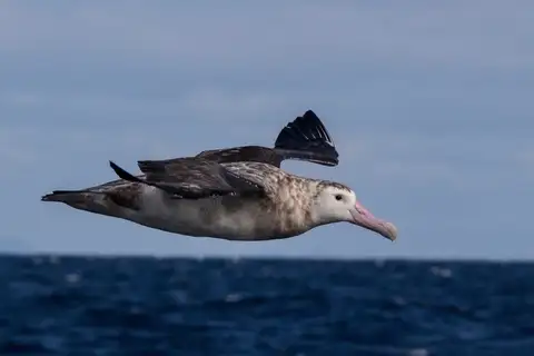 Antipodean Albatross