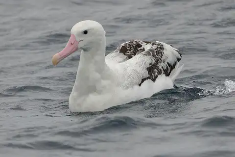 Tristan Albatross