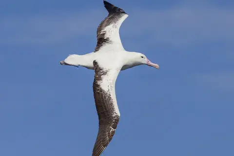 Southern Royal Albatross
