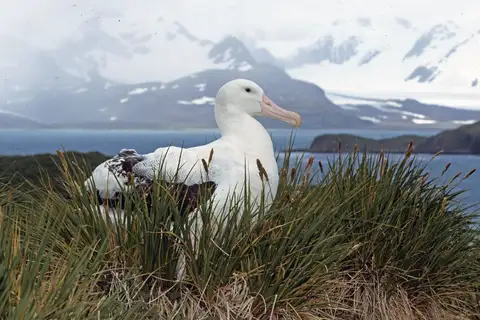 Snowy Albatross