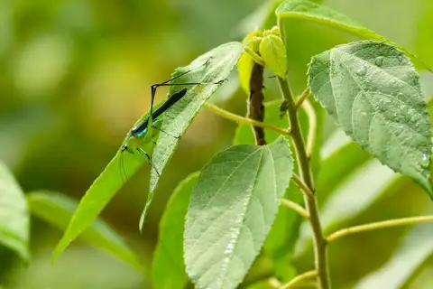 Blue Jewel