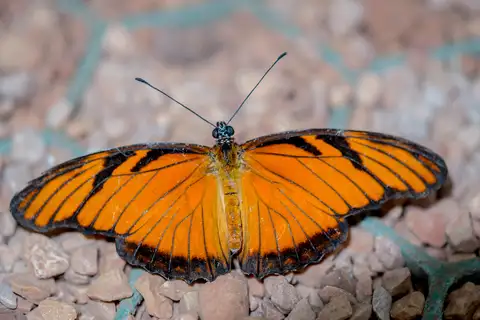 Juno Silverspot