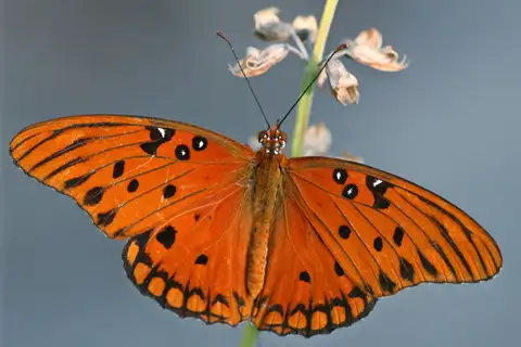 Gulf Fritillary