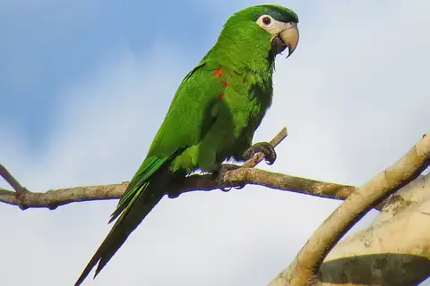 Red-shouldered Macaw