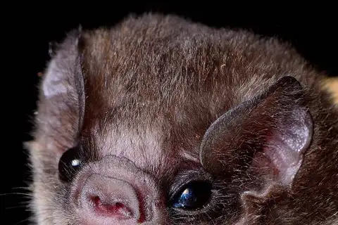 Hairy-legged Vampire Bat