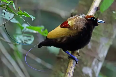 Magnificent Bird-of-paradise