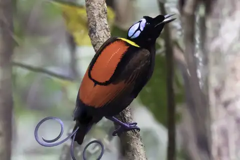 Wilson's Bird-of-paradise