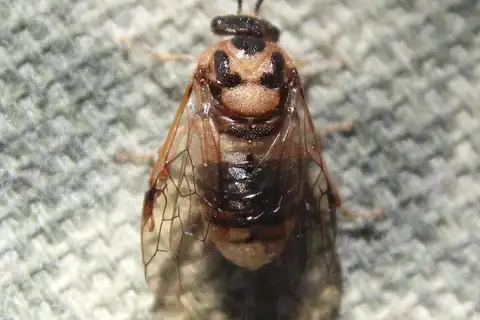 Introduced Pine Sawfly