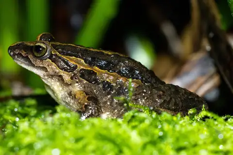 Iberian Painted Frog