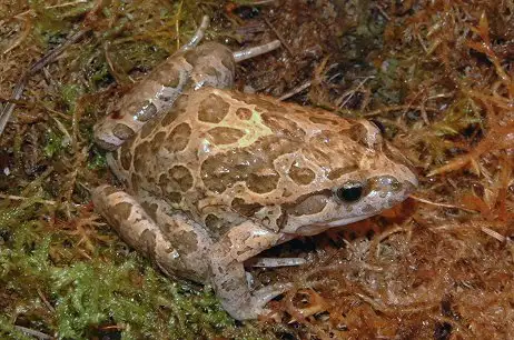 Mediterranean Painted Frog