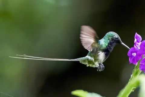 Black-bellied Thorntail