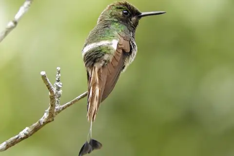 Racket-tipped Thorntail