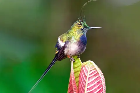 Wire-crested Thorntail