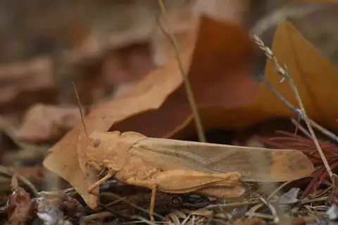 Carolina Grasshopper