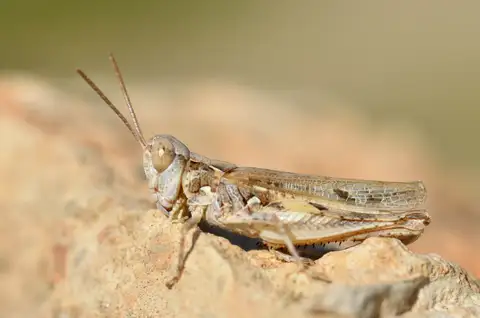 Jago's Cross-backed Grasshopper