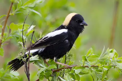Bobolink