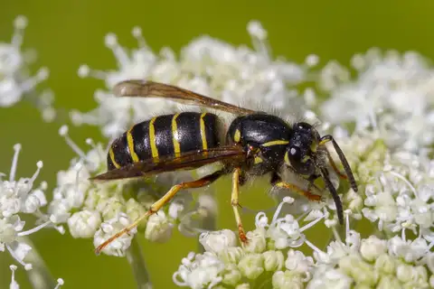 Northern Aerial Yellowjacket