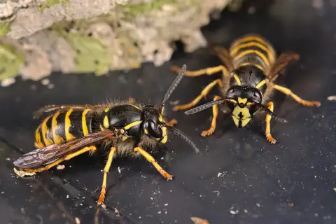 Saxon Wasp