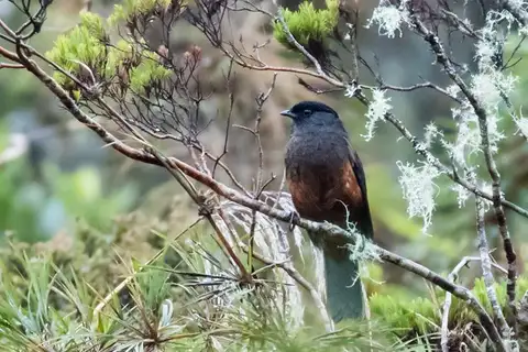 Chestnut-bellied Cotinga
