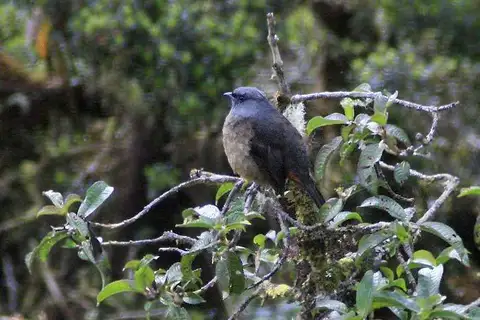Bay-vented Cotinga