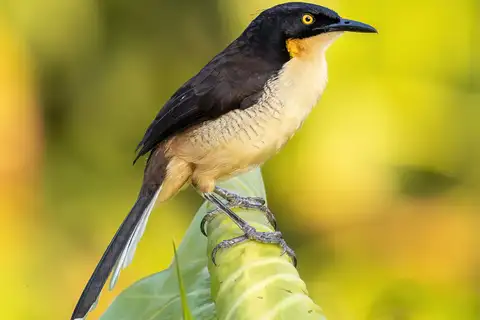 Black-capped Donacobius