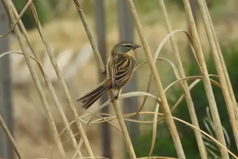 Long-tailed Reed Finch