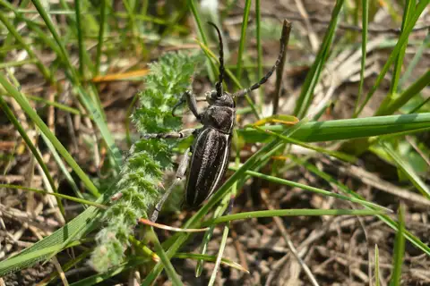 Dorcadion holosericeum
