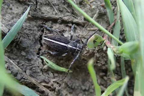 Dorcadion pusillum