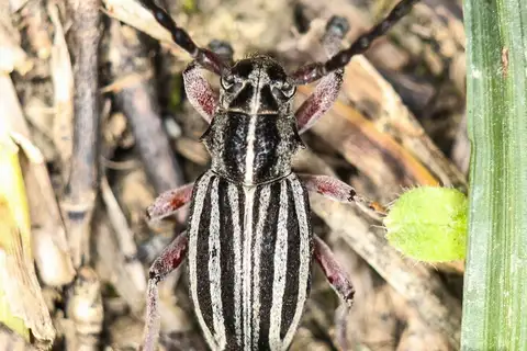 Dorcadion septemlineatum