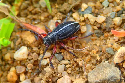 Dorcadion tauricum
