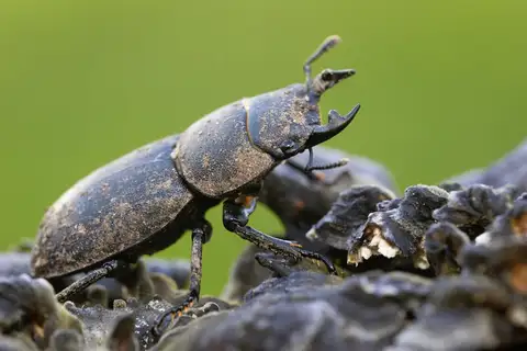 Lesser Stag Beetle