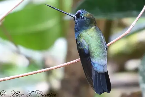 Blue-fronted Lancebill