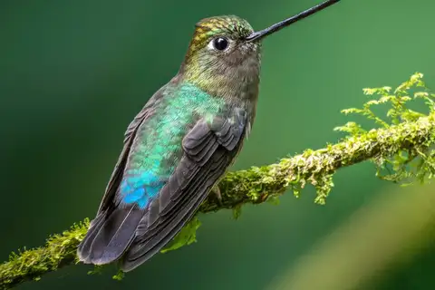 Green-fronted Lancebill