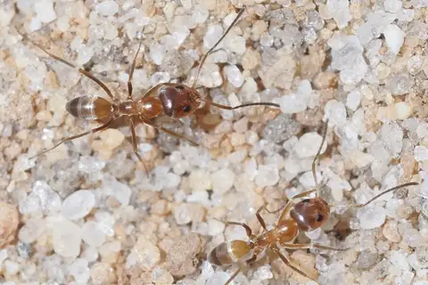 Buren's Pyramid Ant