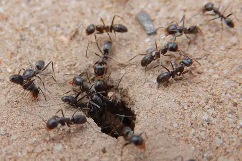 Smith's Pyramid Ant