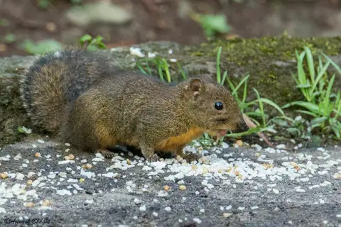 Orange-bellied Himalayan Squirrel