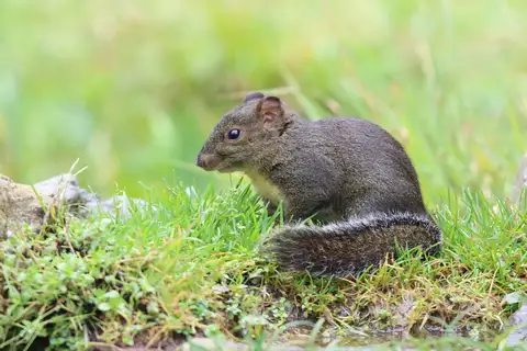 Perny's Long-nosed Squirrel