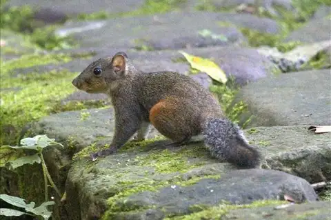 Red-hipped Squirrel