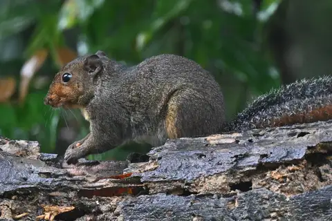 Asian Red-cheeked Squirrel