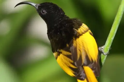 Golden-winged Sunbird