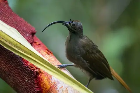 Black-billed Sicklebill