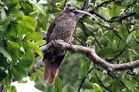 Pale-billed Sicklebill