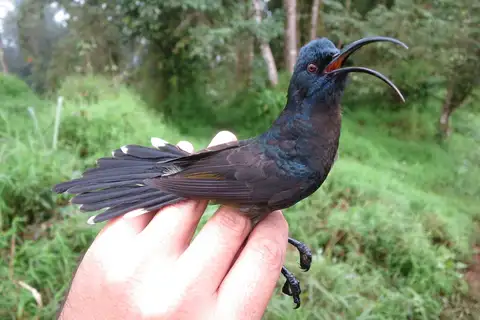 Giant Sunbird