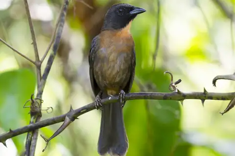 Black-cheeked Ant Tanager