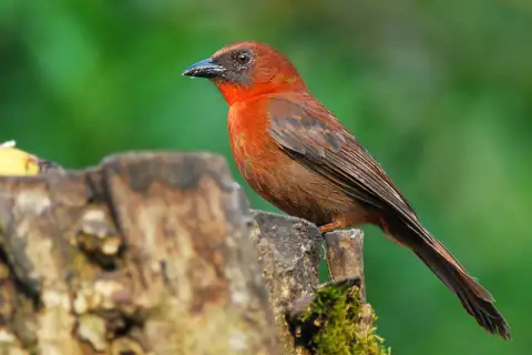 Red-throated Ant Tanager