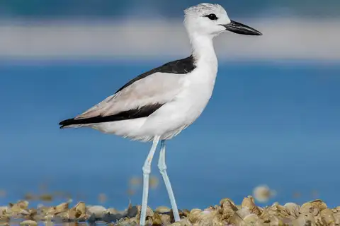 Crab-plover