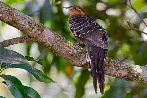 Pavonine Cuckoo