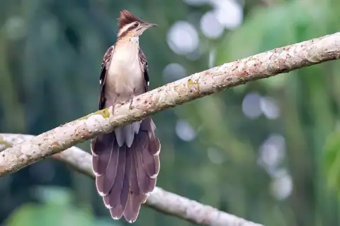 Pheasant Cuckoo