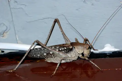 Drymadusa dorsalis